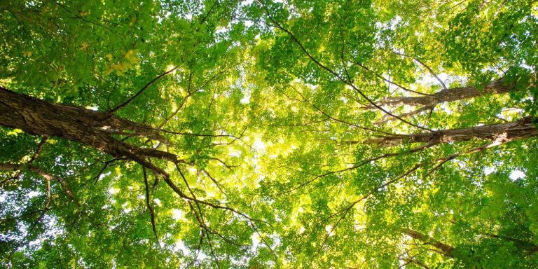 Plus de 800 000 $ pour un terrain boisé dans Sainte-Rose