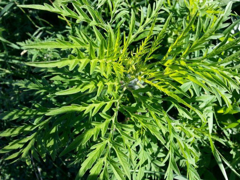 Succès pour la campagne provinciale d’arrachage de l’herbe à poux poux