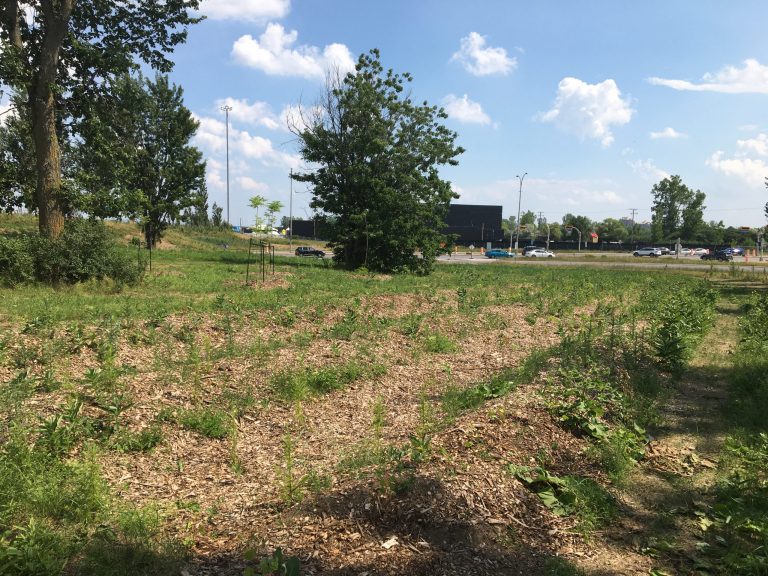 Prix pour Laval et ses bretelles d’autoroute reverdies Laval Prix Verdissement bretelles autoroute