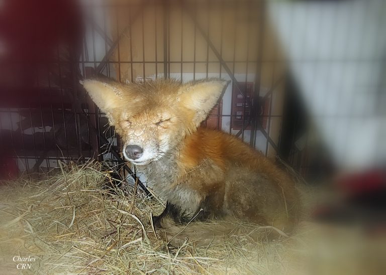 Des nouvelles de Charles le renard