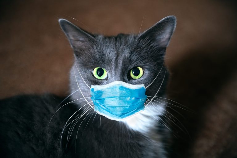 Grisou et le virus de la pandémie chat gris masque COVID