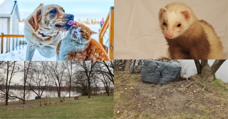 Il est interdit d’enterrer son animal domestique Animal domestique Enterrement