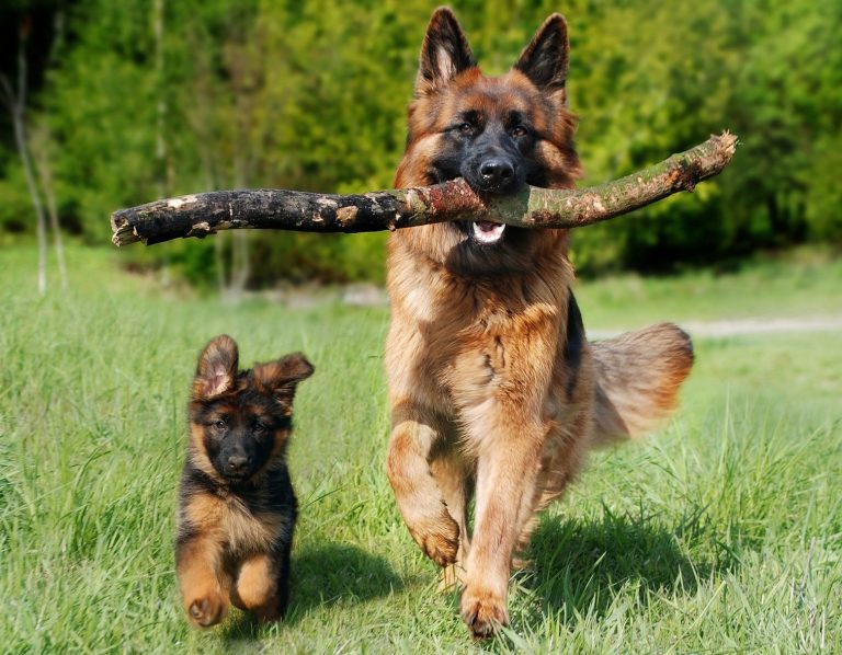 chien chiot berger allemand GRC