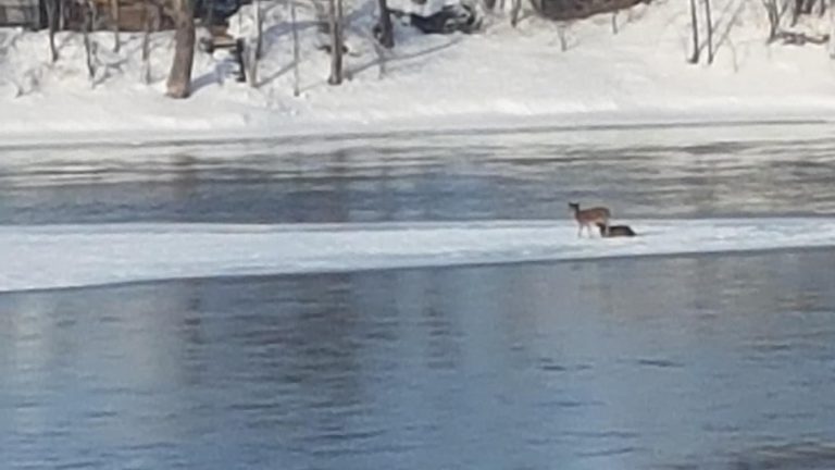 Les cerfs de la rivière des Milles Îles sains et saufs