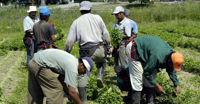 Travailleurs Étrangers Temporaires