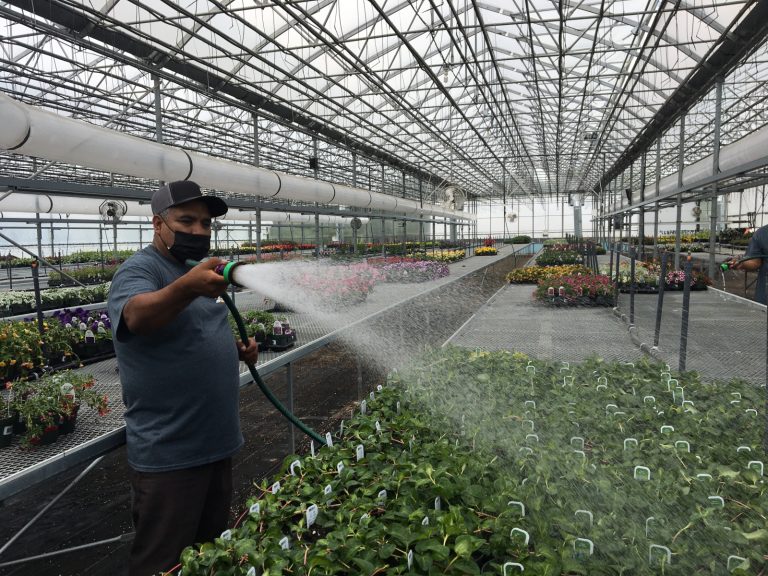 Travailleurs étrangers agricoles et pandémie : tout un contrat!