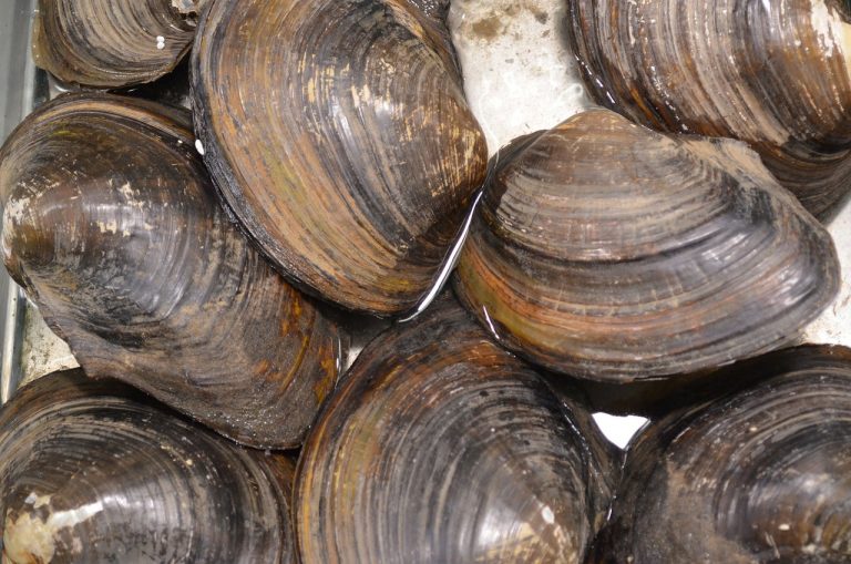 L’exposition des huîtres aux plastiques suscite des inquiétudes huîtres