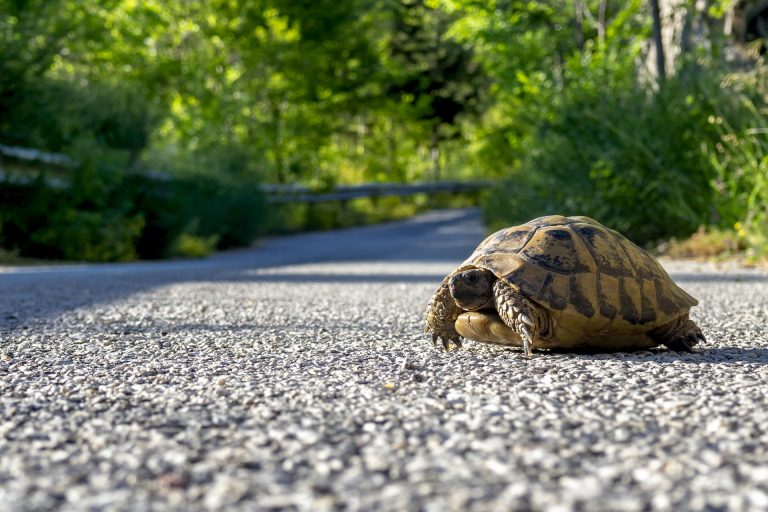 Aider les tortues à traverser la route tortue