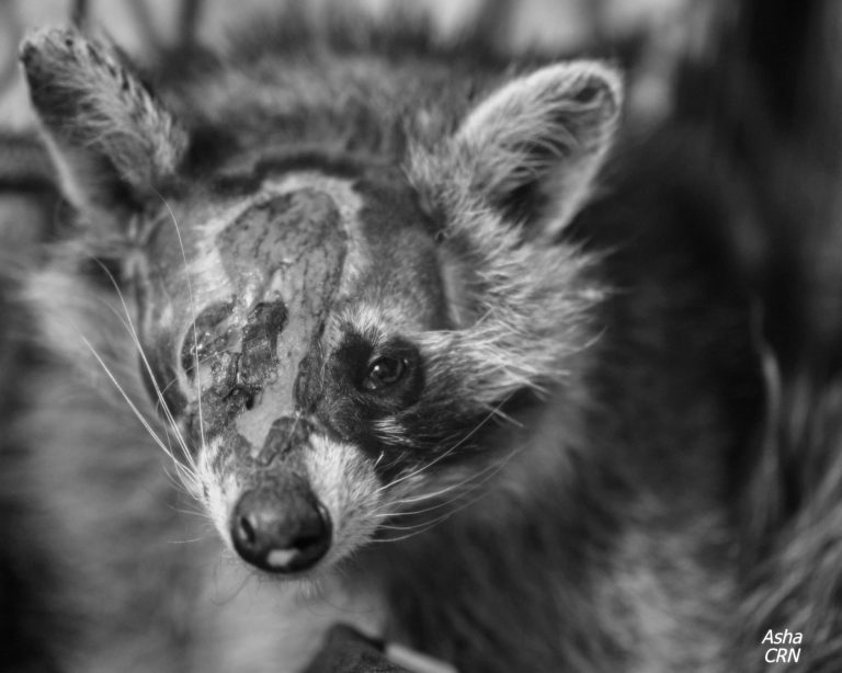 Appel à témoins de ratons maltraités dans Chomedey SPCA Enquête Ratons laveurs Maltraités