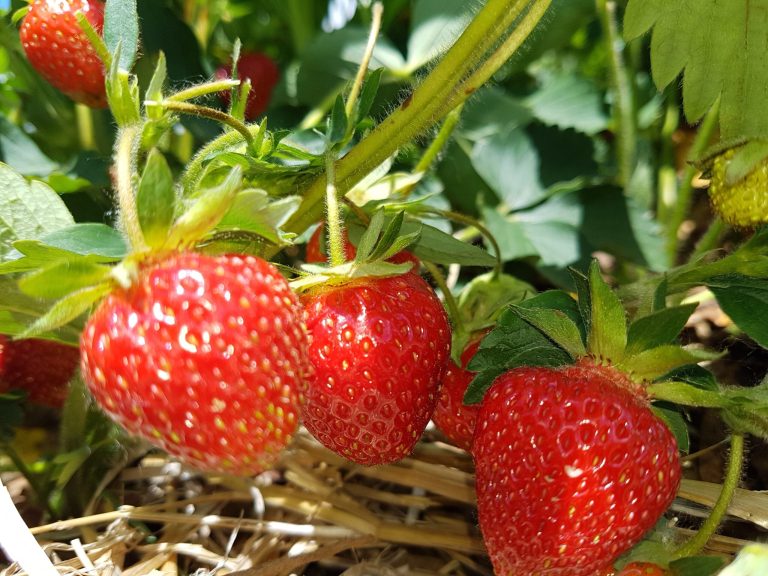 La saison des fraises du Québec est commencée fraises