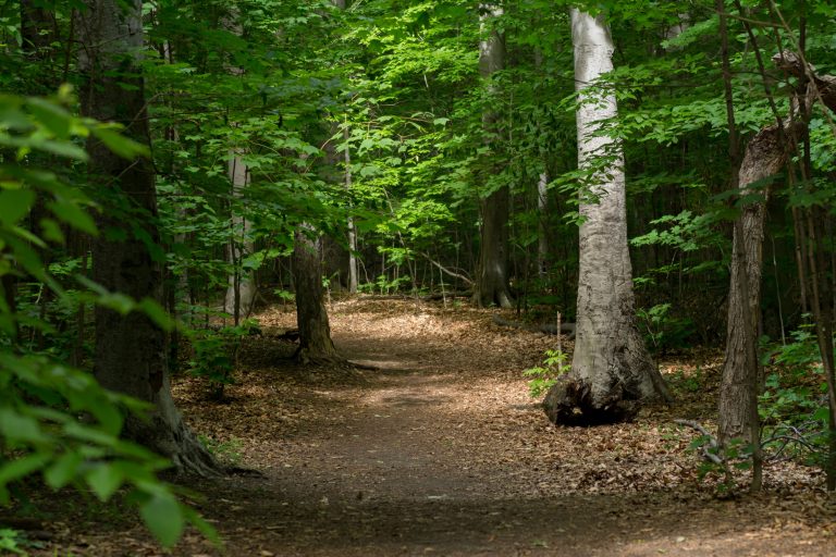 Organismes et bénévoles au secours du bois Papineau