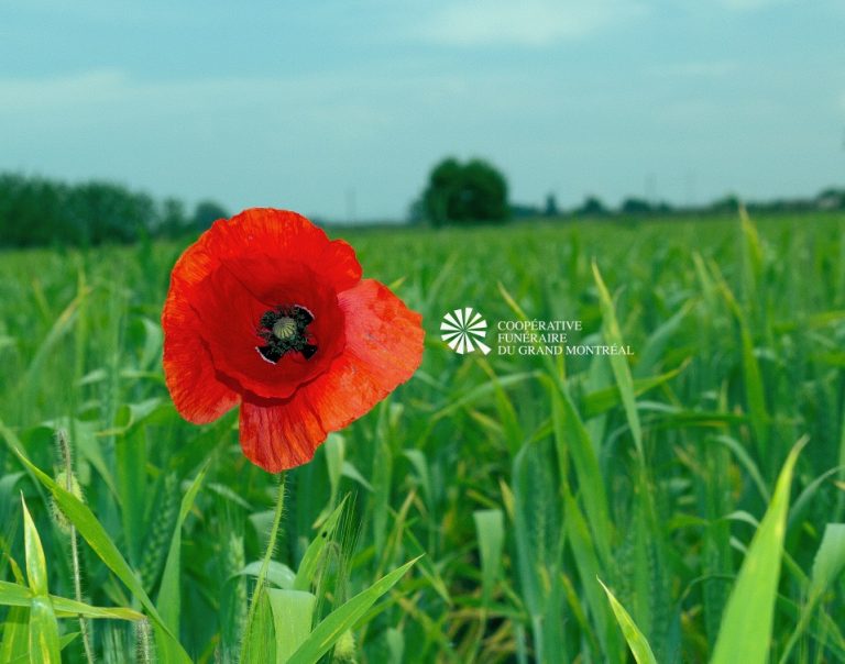 Coquelicot, fleur du sommeil et de la guerre