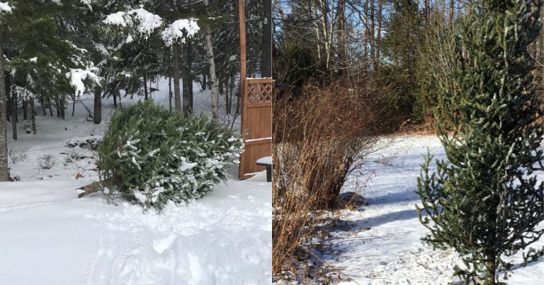 Une 2e vie utile pour les arbres de Noël