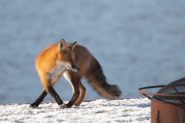 Le renard et les mulots de Sainte-Rose Renard, Sainte-Rose