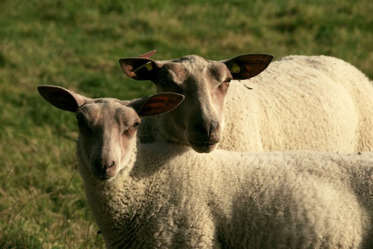 ovine