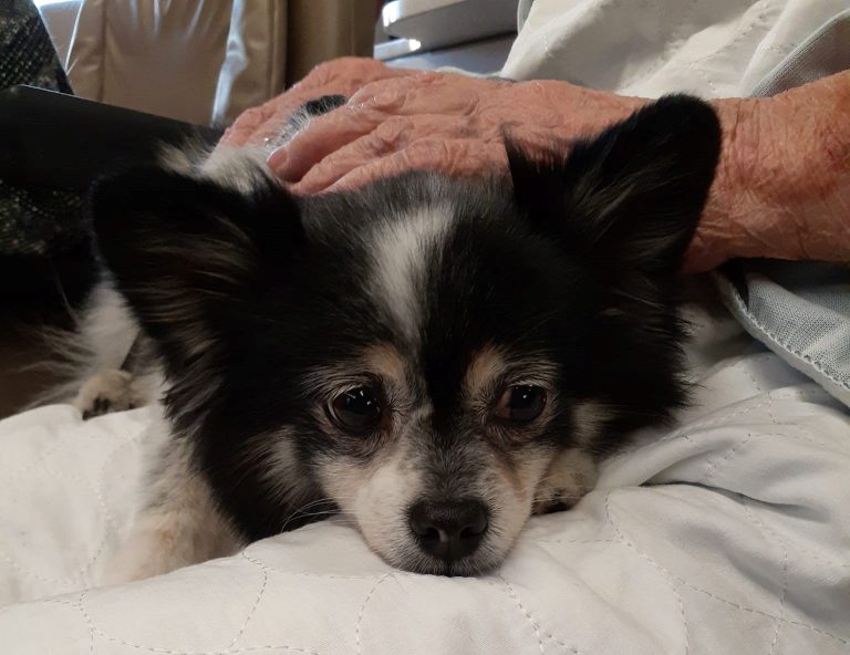 De la zoothérapie à la Cité-de-la-Santé zoothérapie