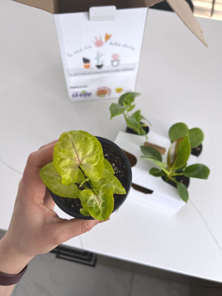 Des bébés plantes pour la recherche en néonatologie bébés plantes