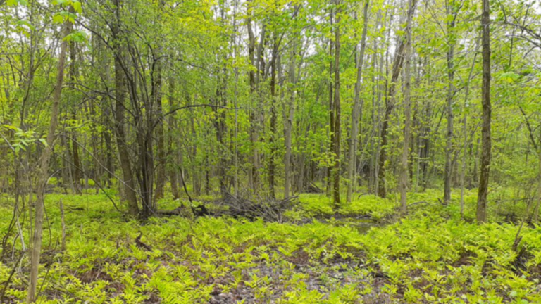 Le dernier grand milieu naturel de Fabreville menacé de disparaître Milieu naturel
