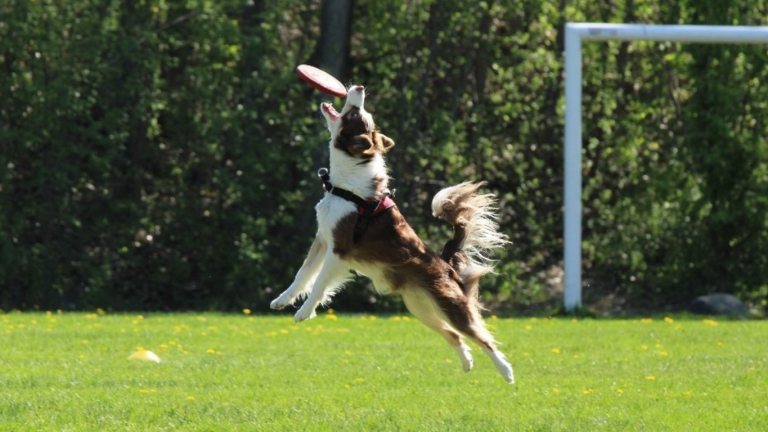 Laval cinquième mondiale en Toss & Fetch Toss